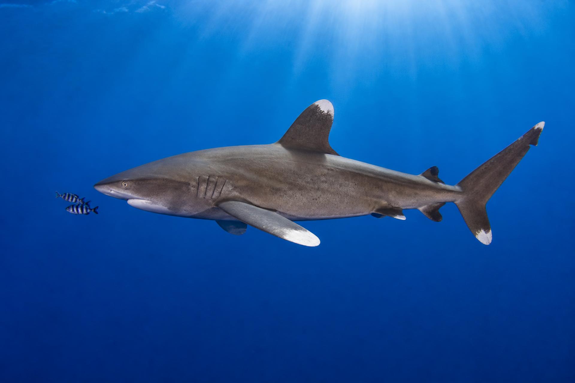 Oceanic whitetip shark cruising in the blue off Marsa Alam
